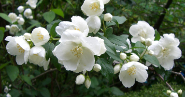 ひなたぼこ 福岡 オススメの樹木 草花