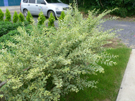 ひなたぼこ 福岡 オススメの樹木 草花